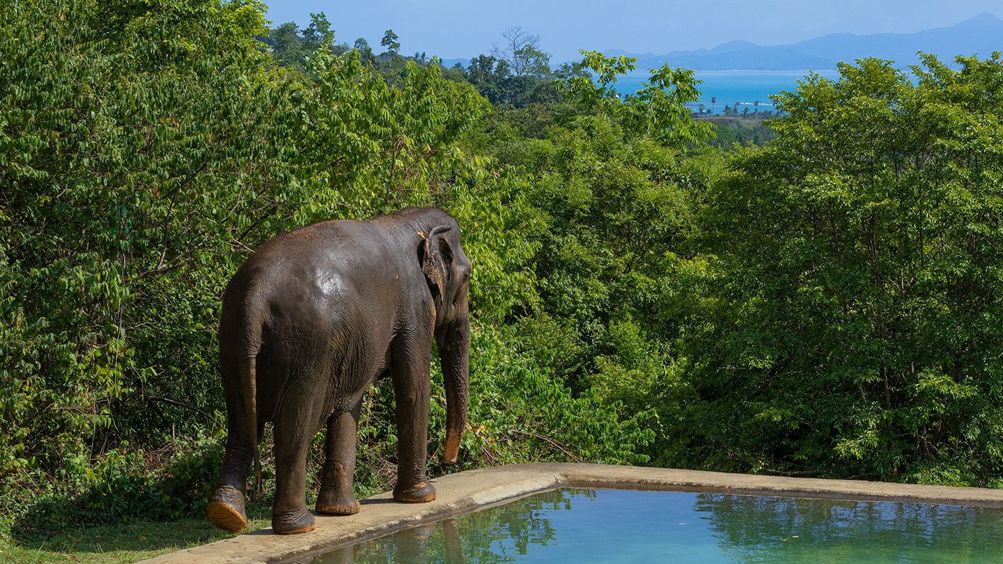Samui Elephant Haven - Gallery image 7