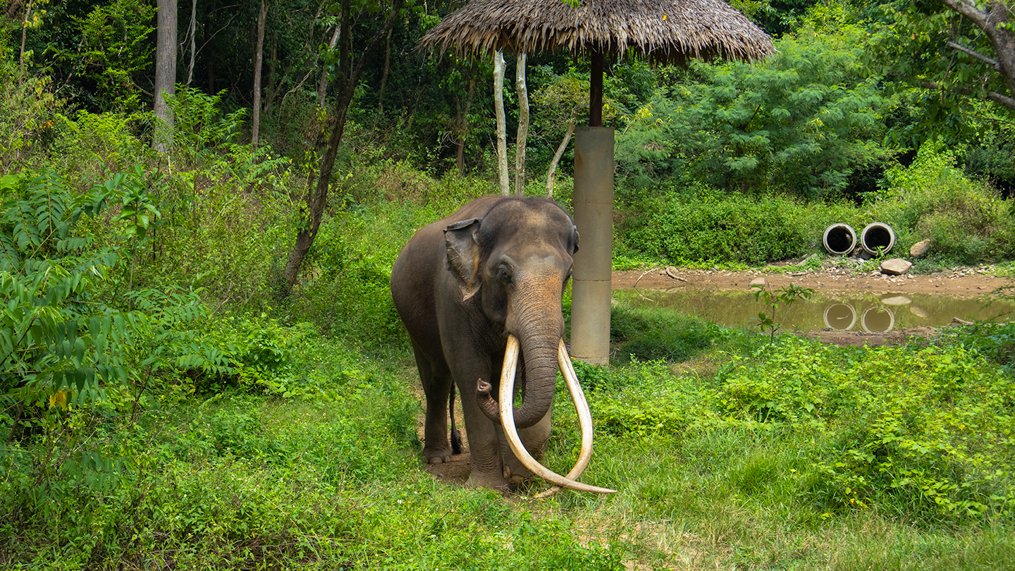 Samui Elephant Haven - Gallery image 8