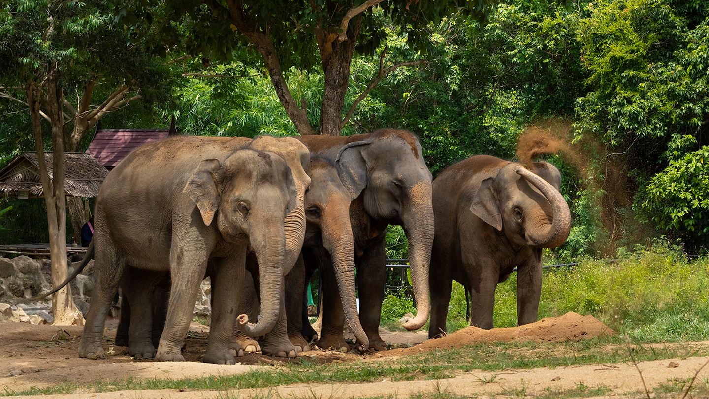 Samui Elephant Haven - Gallery image 9