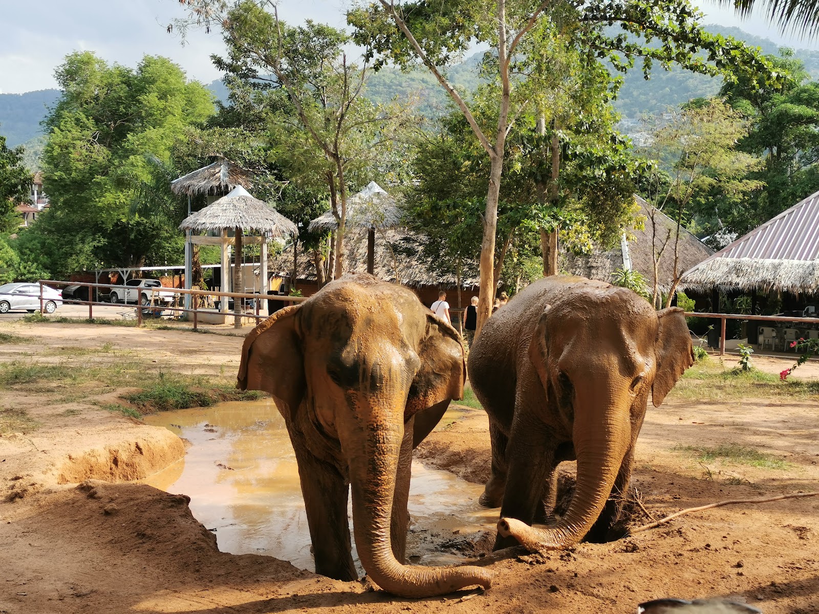 Samui Elephant Sanctuary