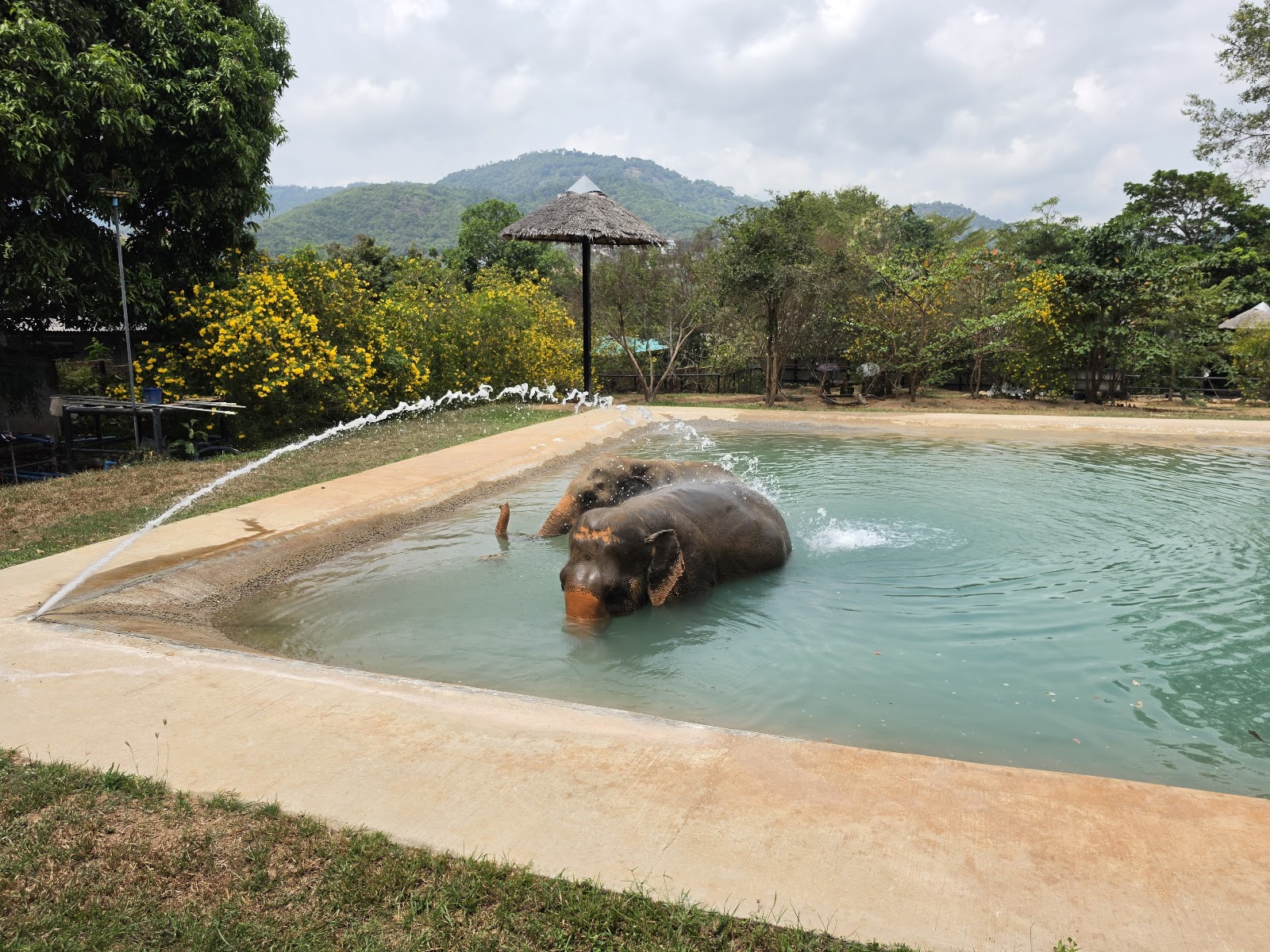 Samui Elephant Sanctuary - Gallery image 4