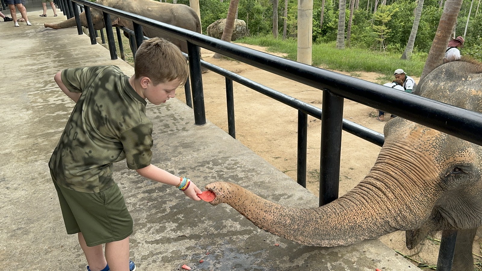 Samui Elephant Sanctuary - Gallery image 5