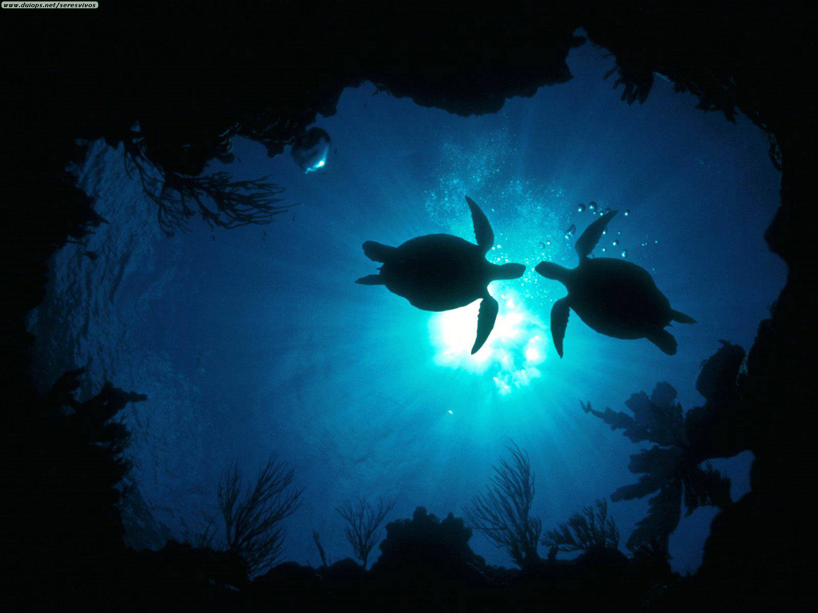 Searobin Samui Dive Center