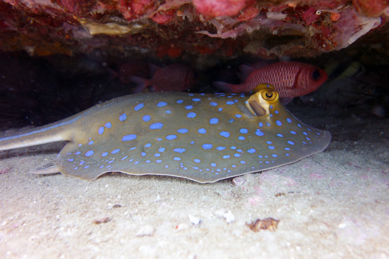 Searobin Samui Dive Center