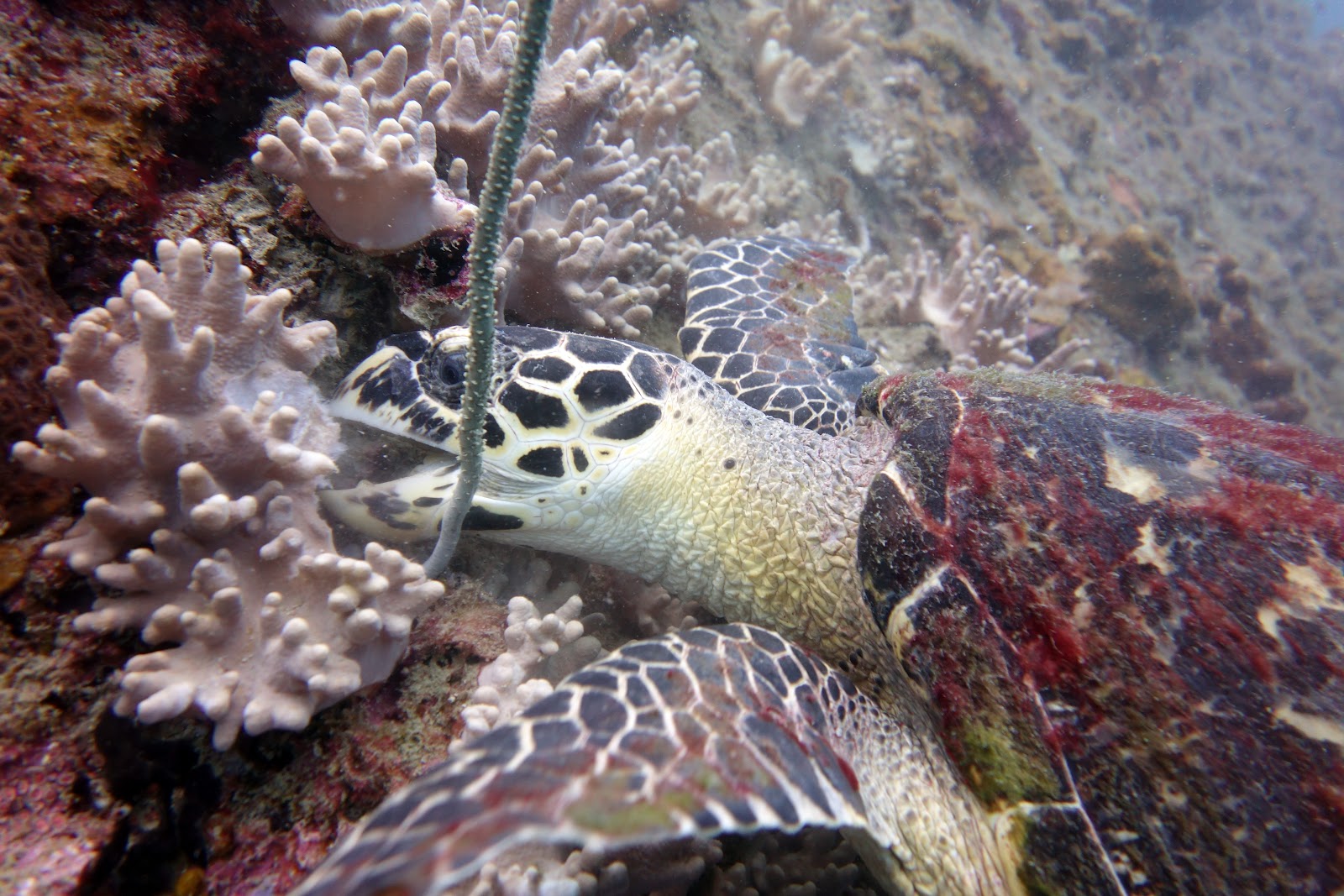 Searobin Samui Dive Center - Gallery image 4