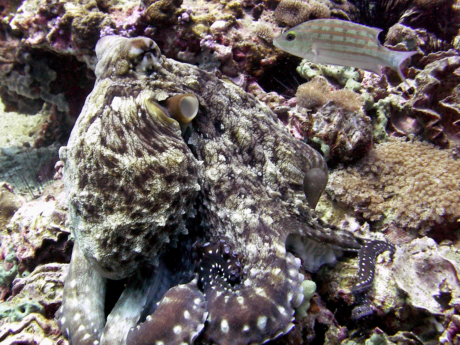 Searobin Samui Dive Center - Gallery image 5