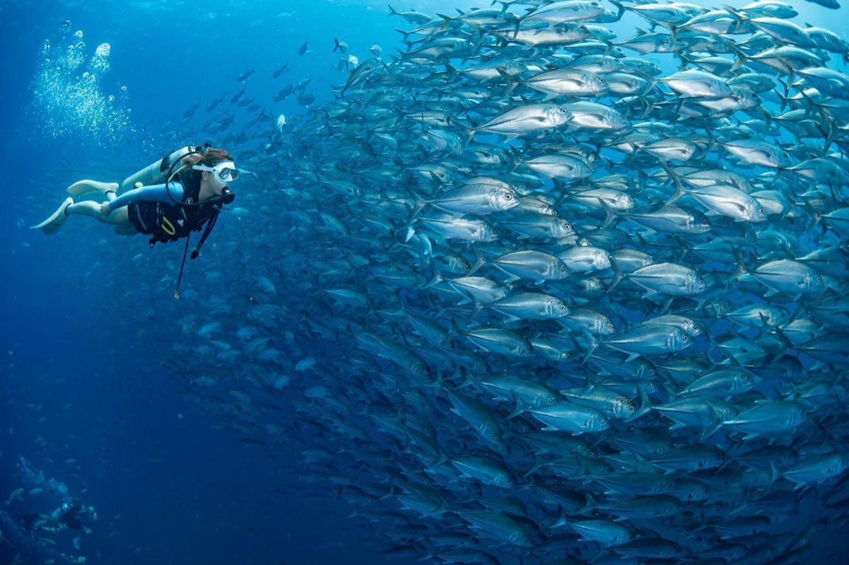Silent Divers - Gallery image 7