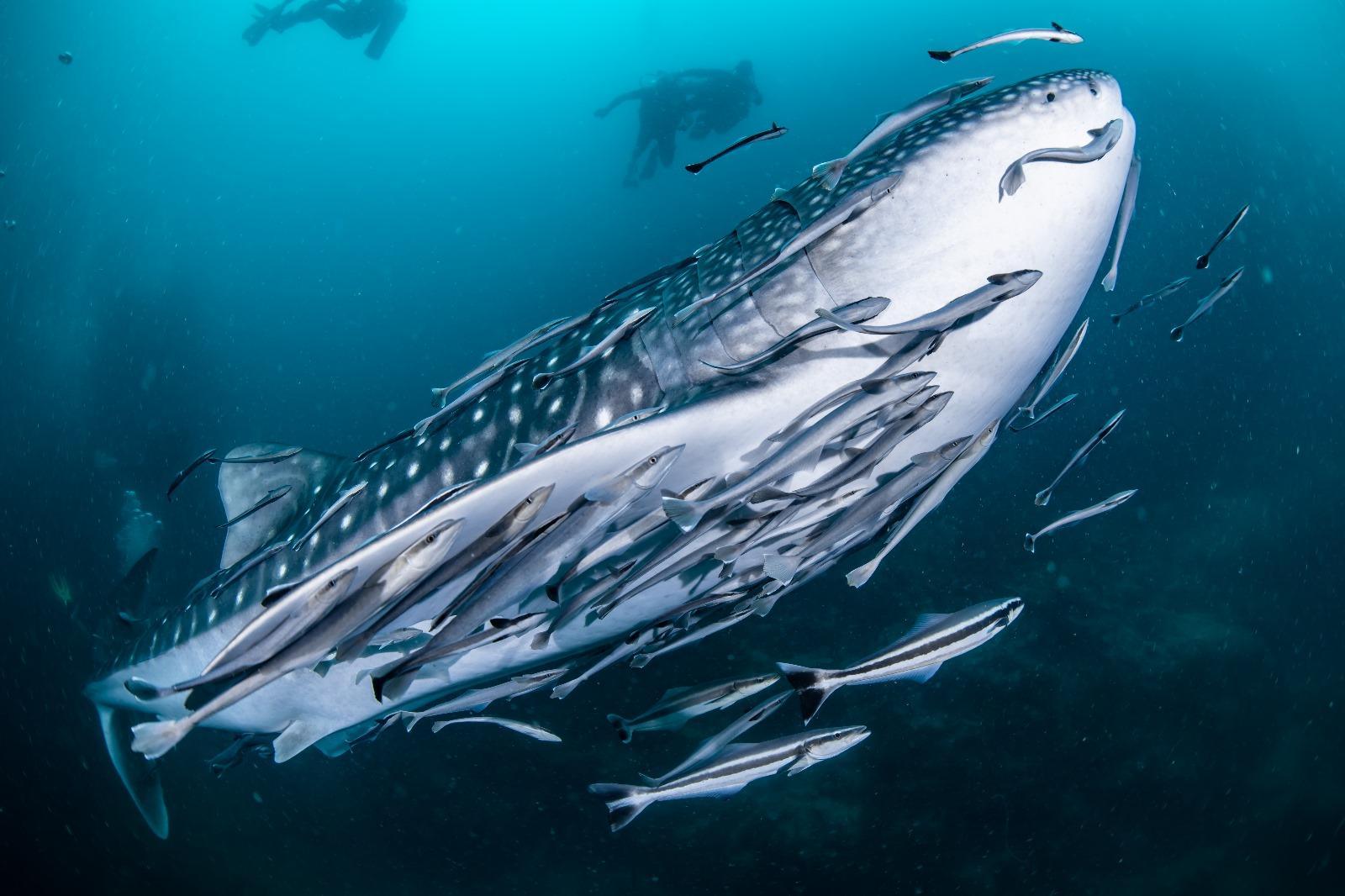 Silent Divers - Gallery image 8