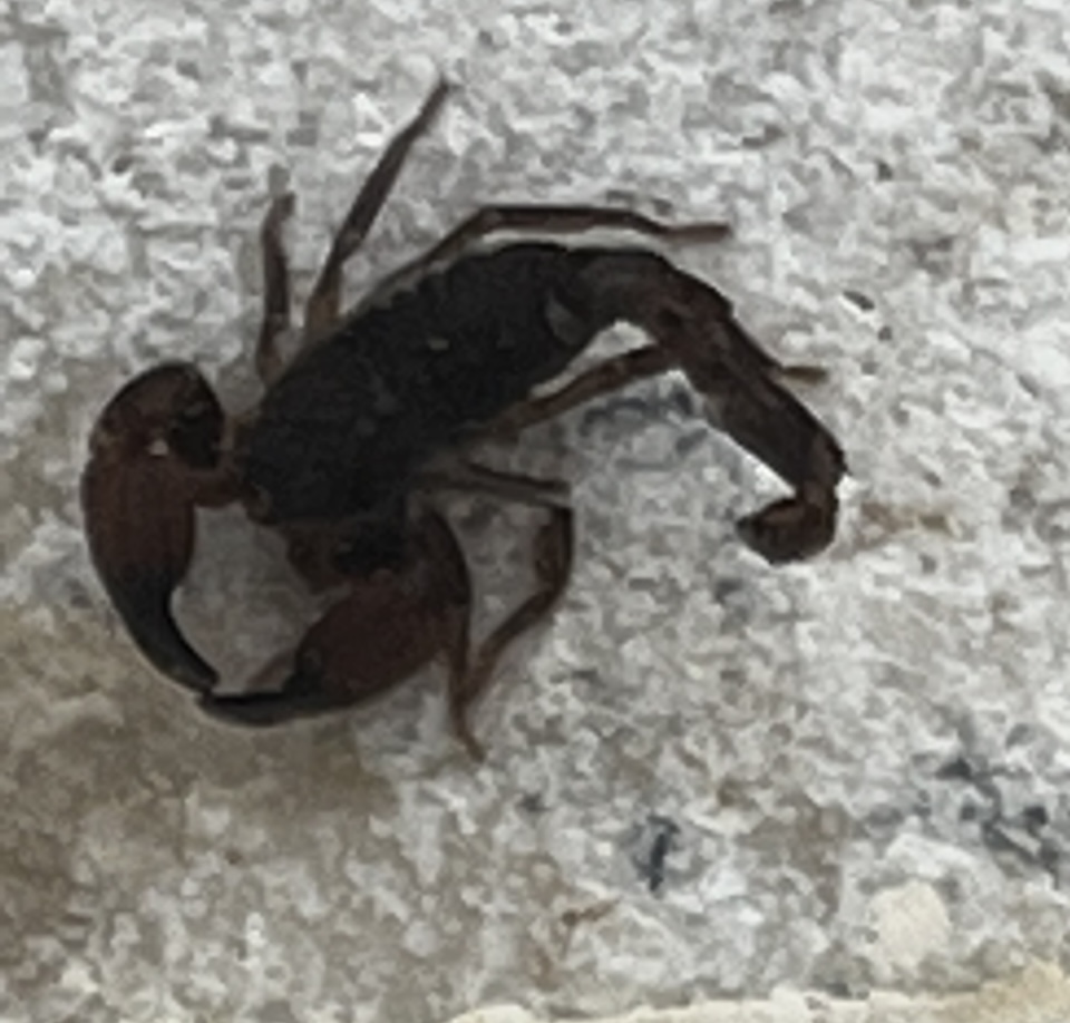 Pest Control