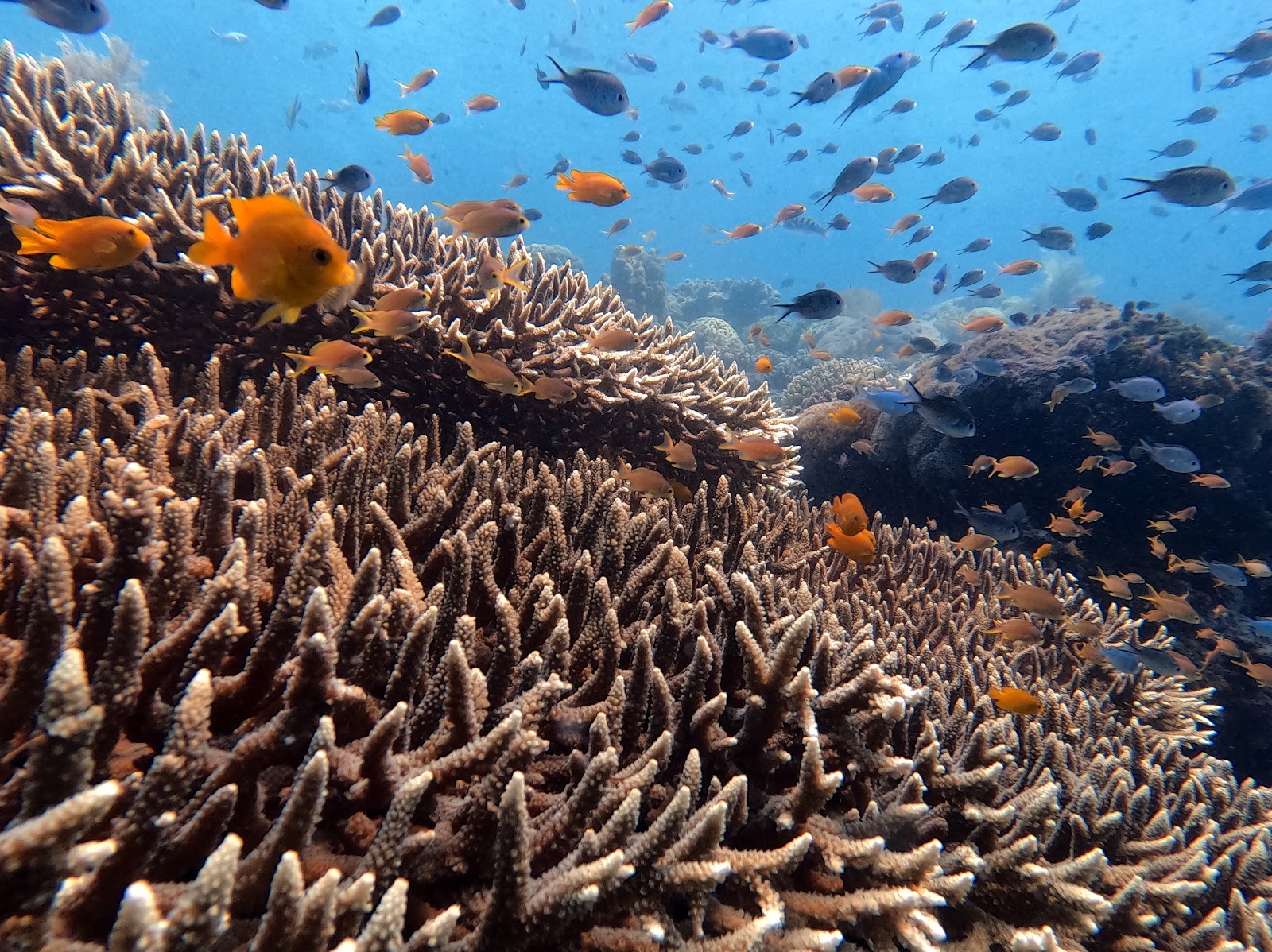 The Dive Academy Samui
