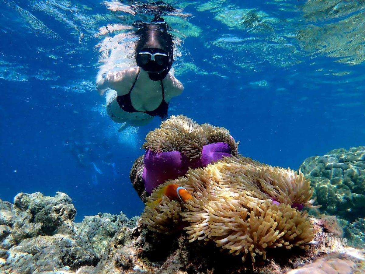 The Dive Academy Samui - Gallery image 6
