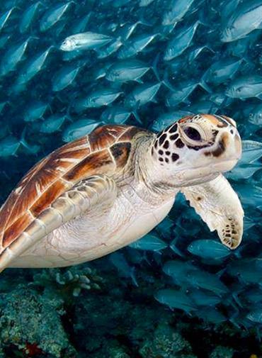 The Dive Academy Samui - Gallery image 8
