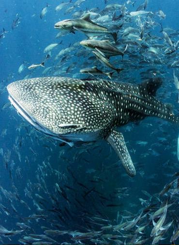 The Dive Academy Samui - Gallery image 9