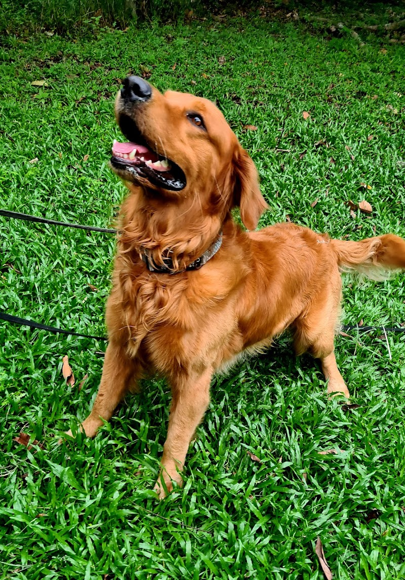 The Dogfather - Gallery image 2