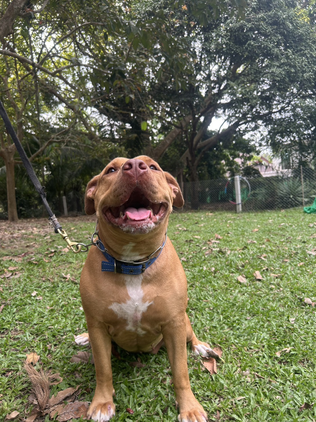 The Dogfather