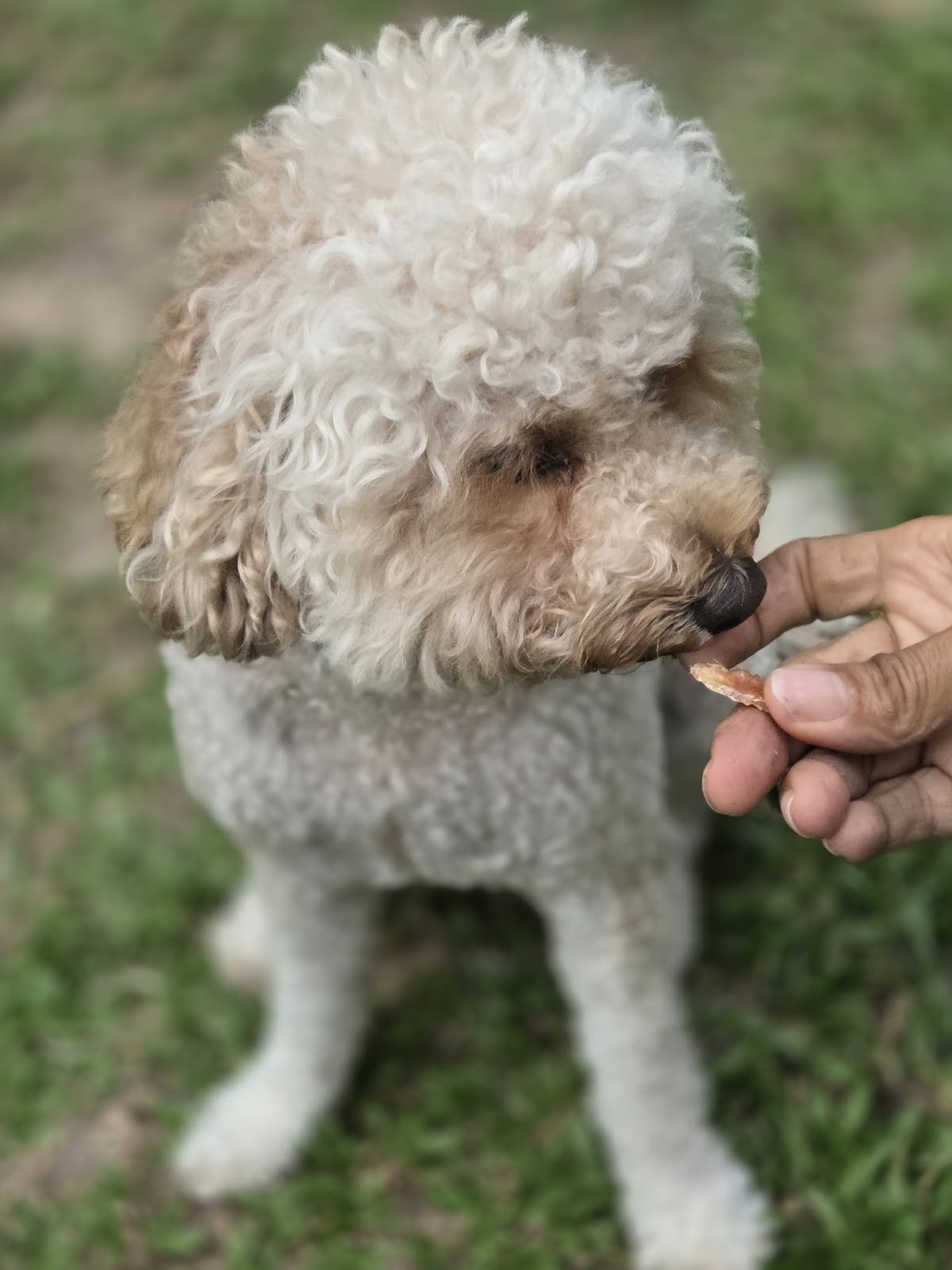 The Dogfather - Gallery image 5