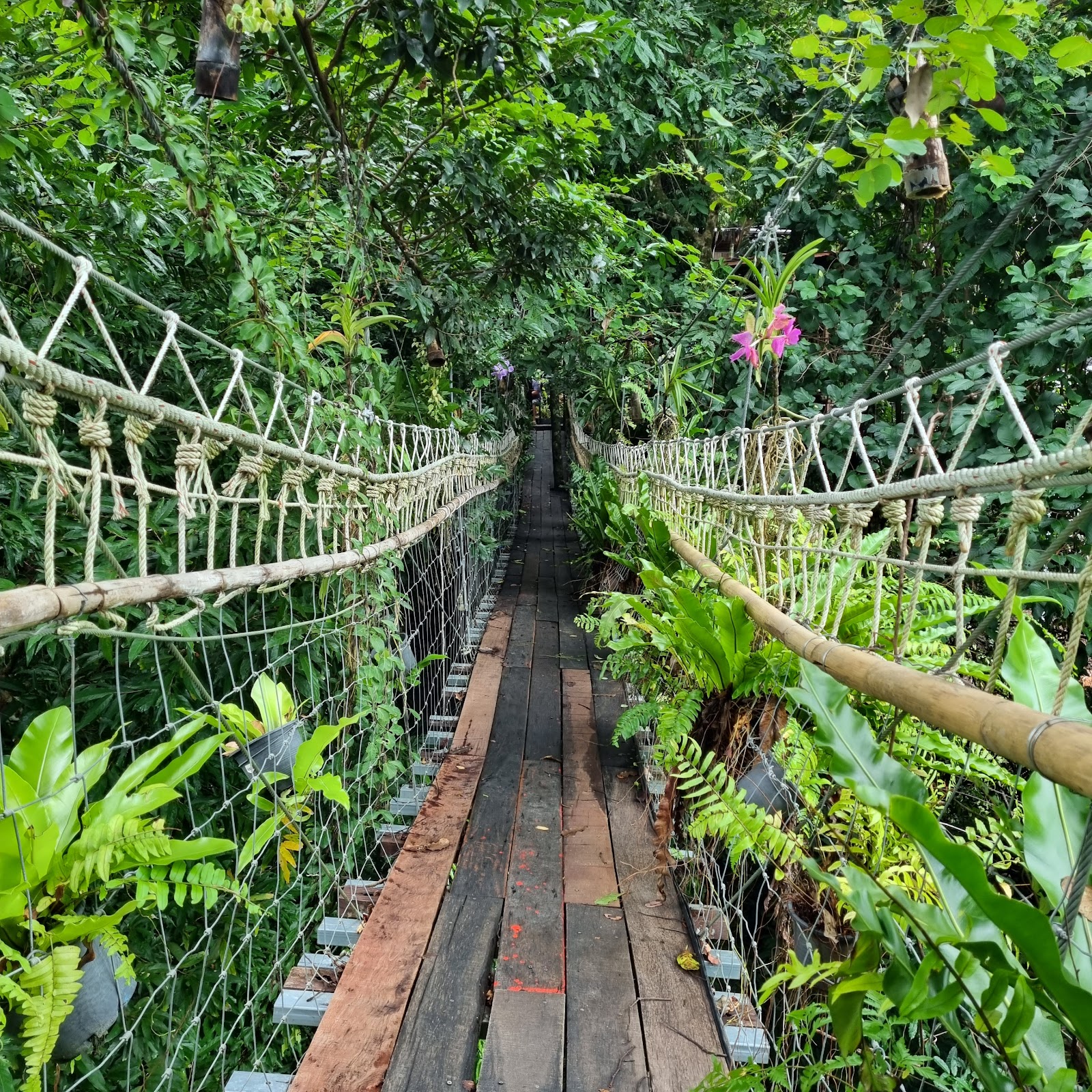 Tree Bridge Zipline Samui