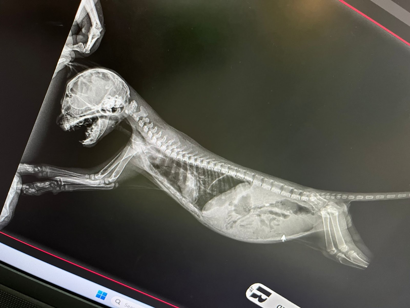 Youngnum Pet Hospital - Gallery image 4