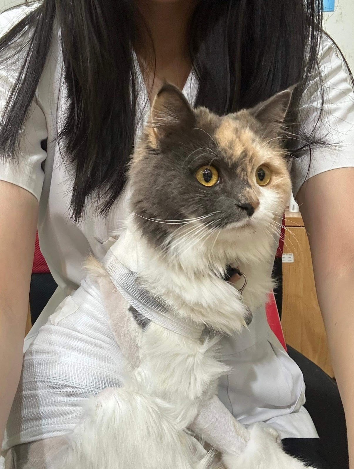 Youngnum Pet Hospital - Gallery image 5